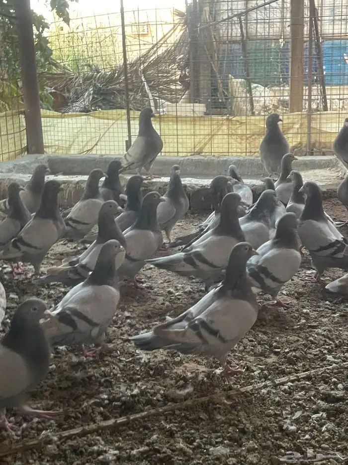 للبيع حمام سلفر سوبر جانبو 3