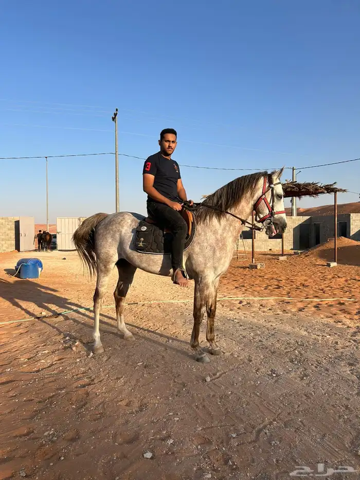 حصان صرعة عربي اصيل ابن مستند الخالدية 11