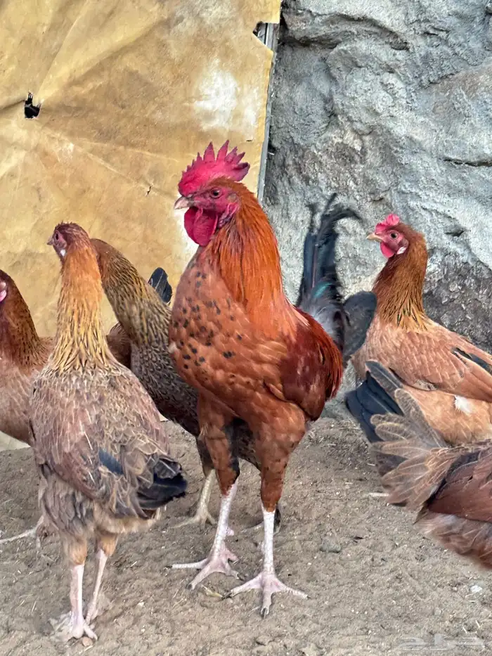 ثلاثةديكه واحد ماكنتوش 4