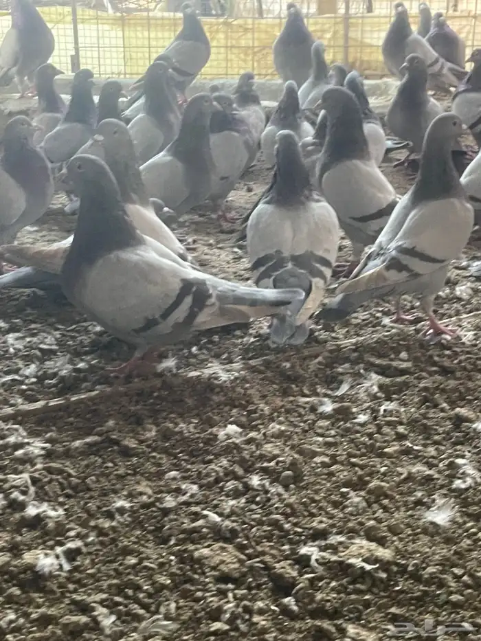 للبيع حمام سلفر سوبر جانبو 2