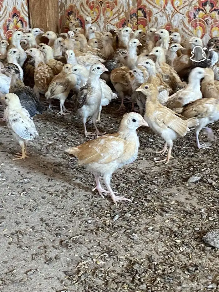 سلام عليكم فروخ اعماره شهر ونص الصحه ممتازه 2