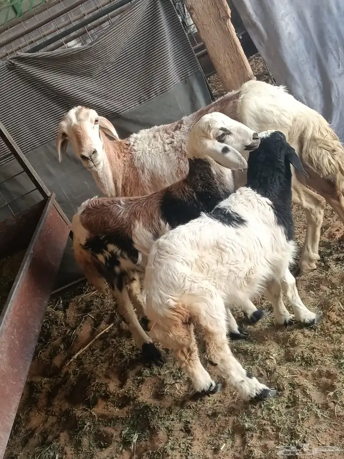 ضان مقاني متابيع 1