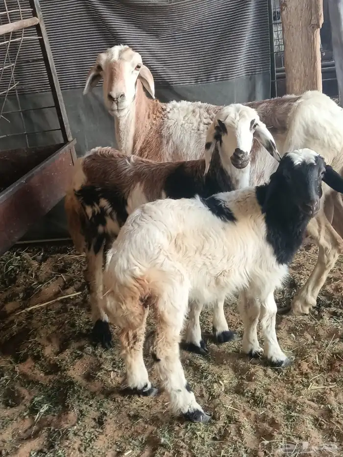 ضان مقاني متابيع 2