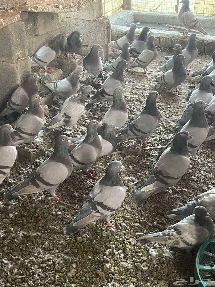 للبيع حمام سلفر سوبر جانبو 1