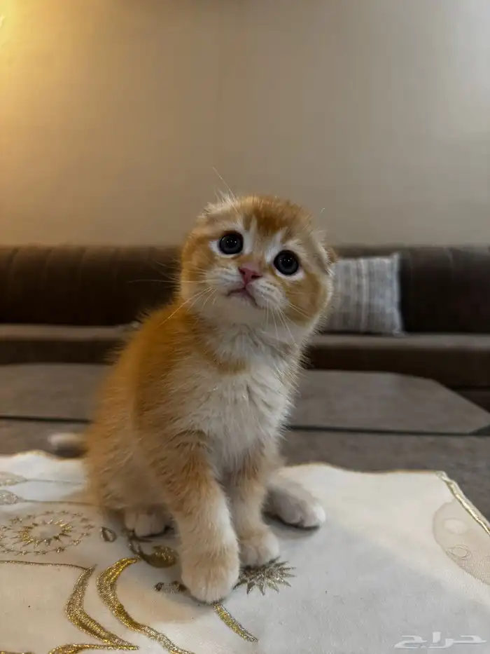 قطط سكوتش بجدة 0