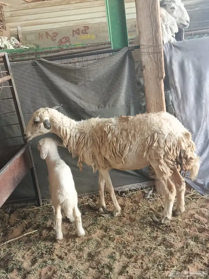 ضان مقاني متابيع 6