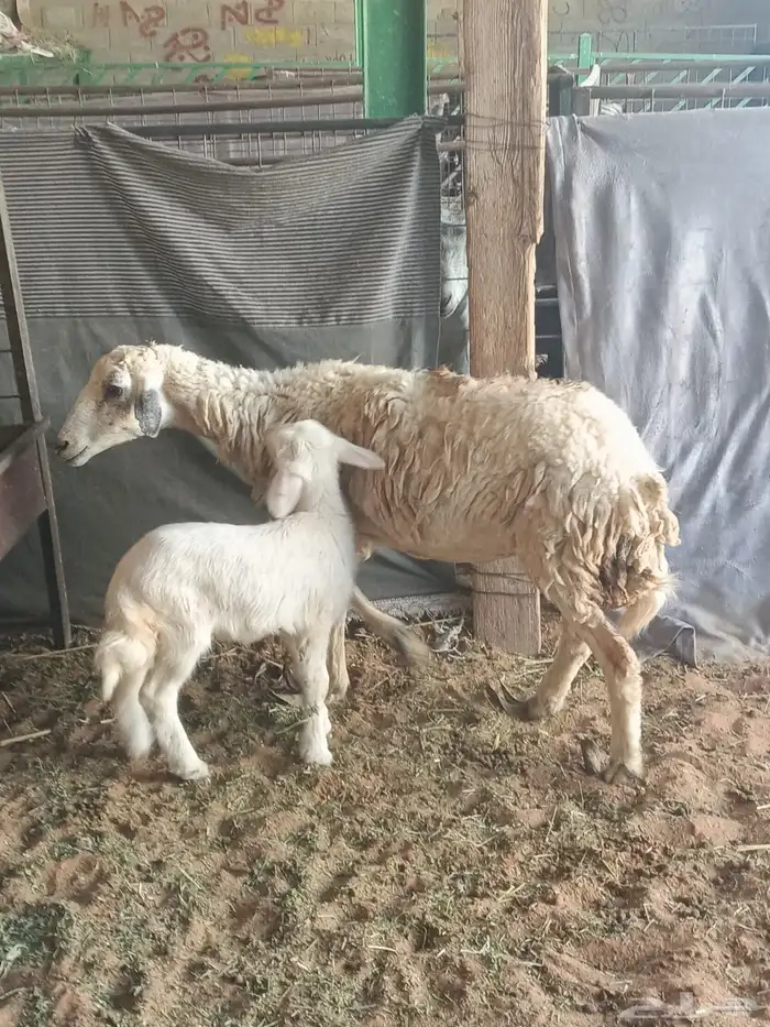 ضان مقاني متابيع 4