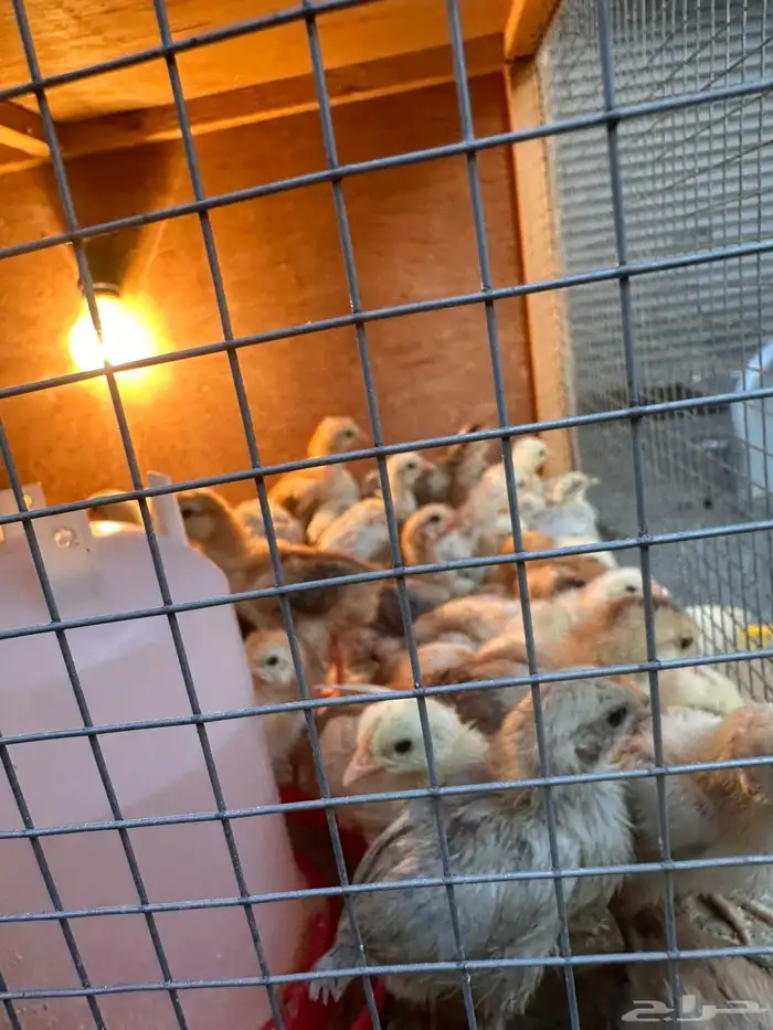 صوص دجاج فيومي فرنسي ألمنيوم 13