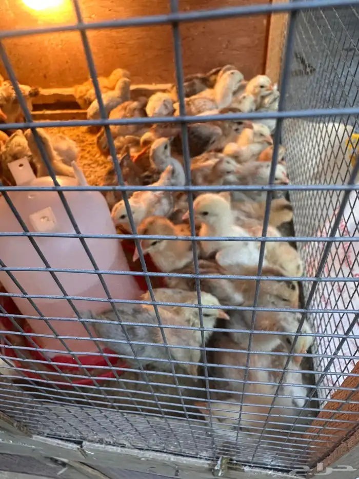 صوص دجاج فيومي فرنسي ألمنيوم 12