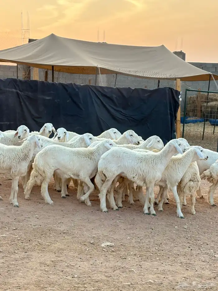 رخال حريات جذعات حرش فاخر 7