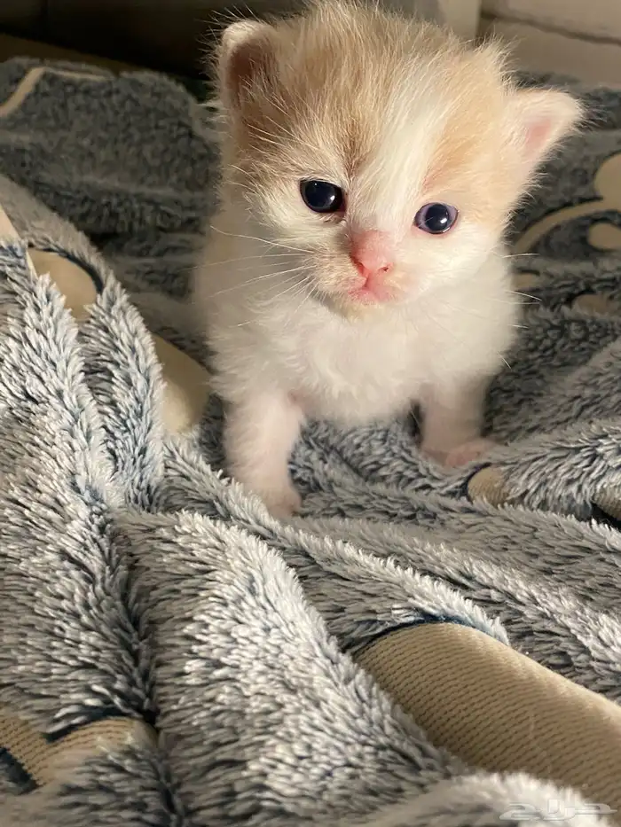 3قطط للبيع 13