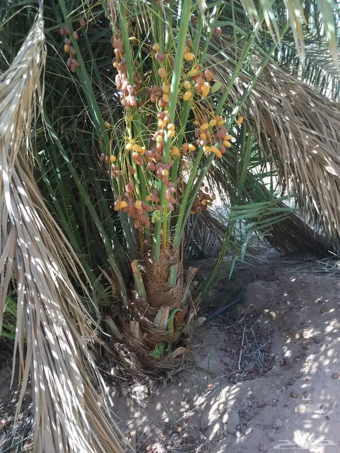 نخل مثمر طالع من القصيم للجنوب خلاص برحي سكري صقعي مجدول 2