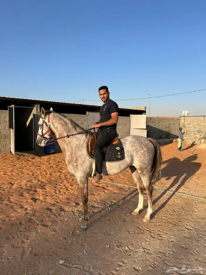 حصان صرعة عربي اصيل ابن مستند الخالدية 5
