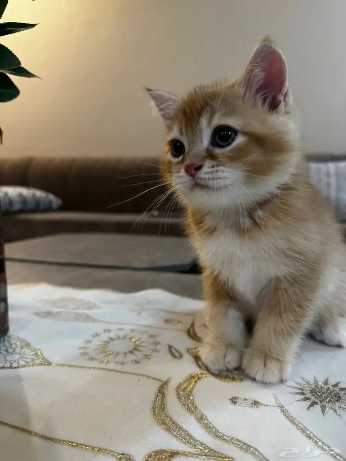 قطط سكوتش بجدة 8