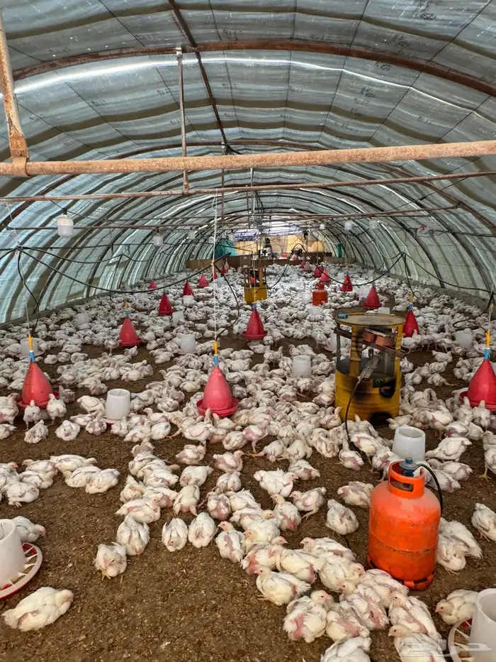 دجاج لاحم لبيع الكمية3الف الوزان من 1350الى 1500روس308 1