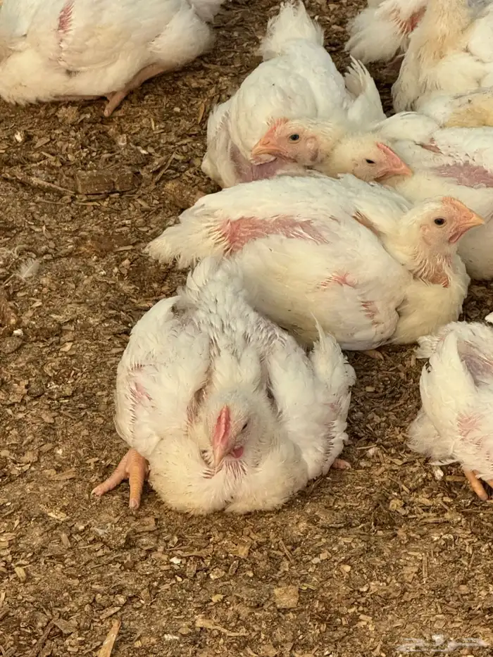 دجاج لاحم لبيع الكمية3الف الوزان من 1350الى 1500روس308 2