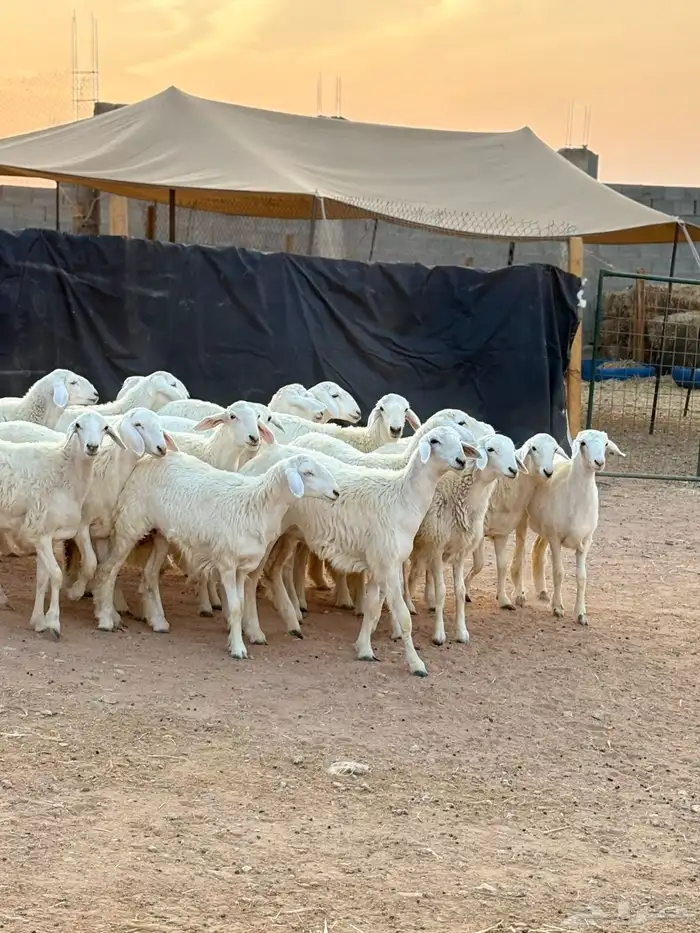 رخال حريات جذعات حرش فاخر 5