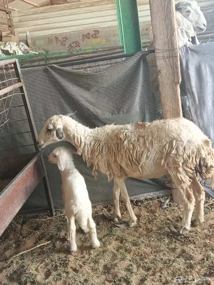 ضان مقاني متابيع 5