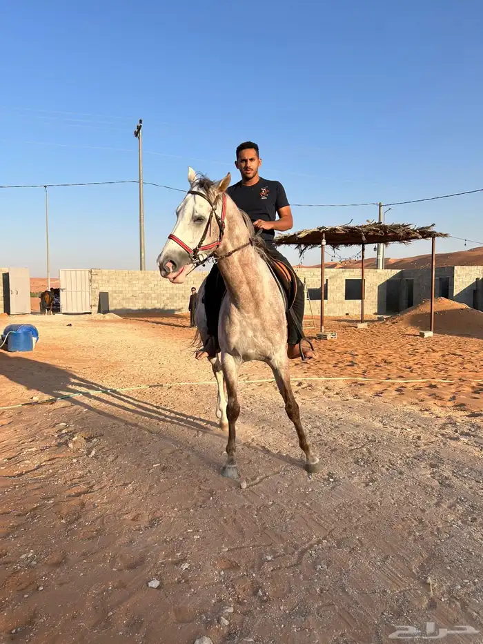حصان صرعة عربي اصيل ابن مستند الخالدية 10