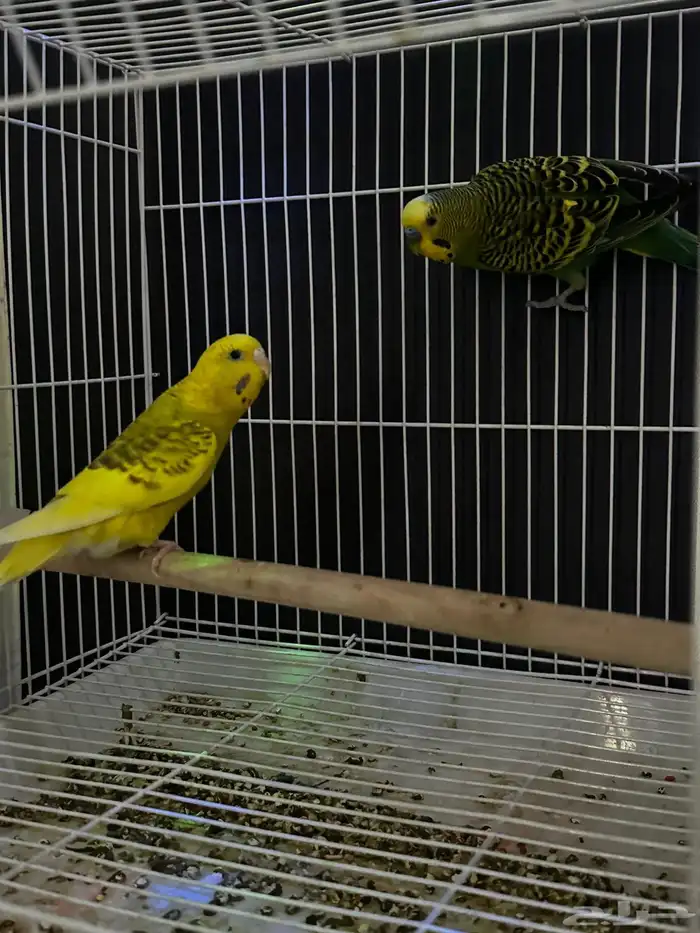 زوج بادجي منتج ( تم البيع ) 2