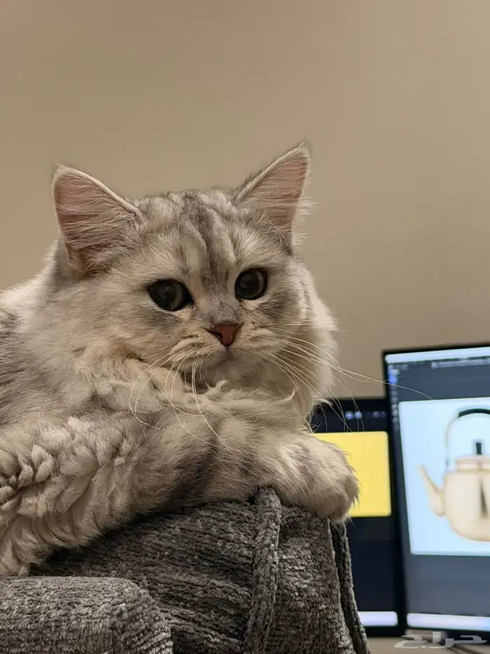 تبني قطة انثى شيرازي 0