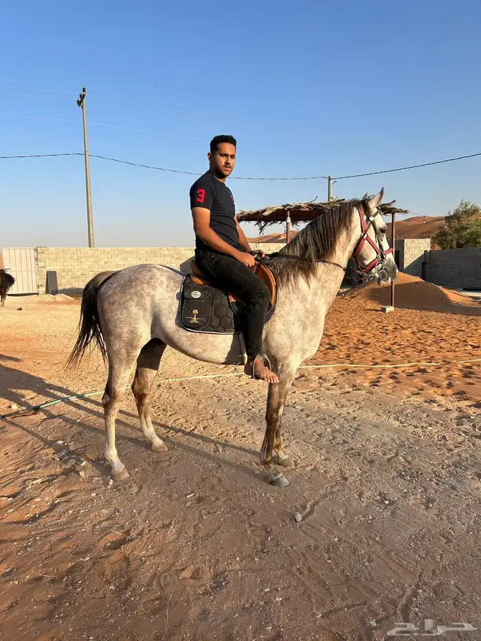 حصان صرعة عربي اصيل ابن مستند الخالدية 6