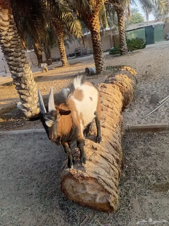 للبيع ماعز 1