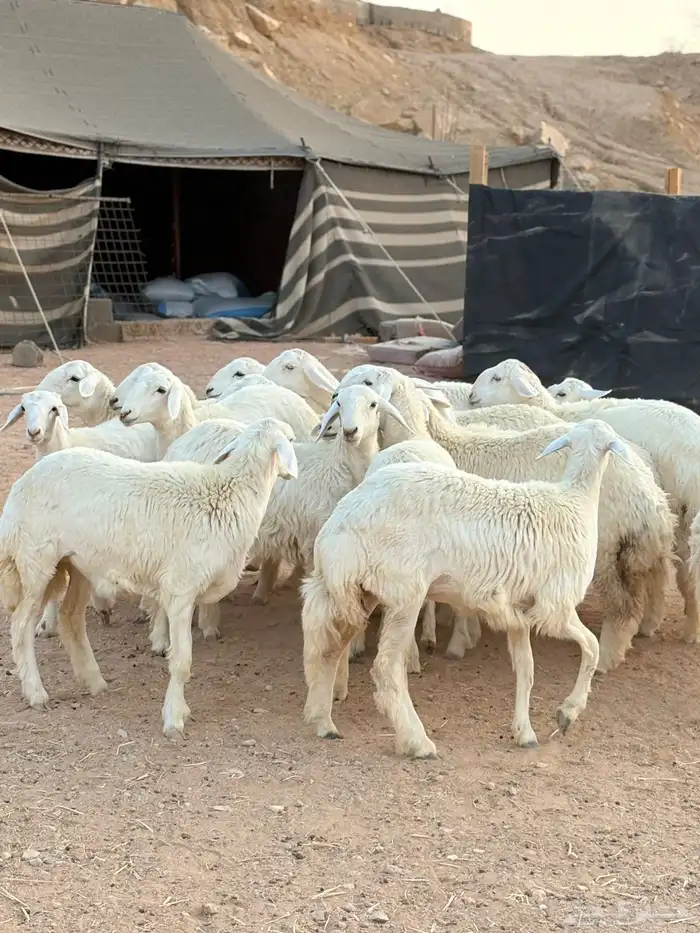 رخال حريات جذعات حرش فاخر 0