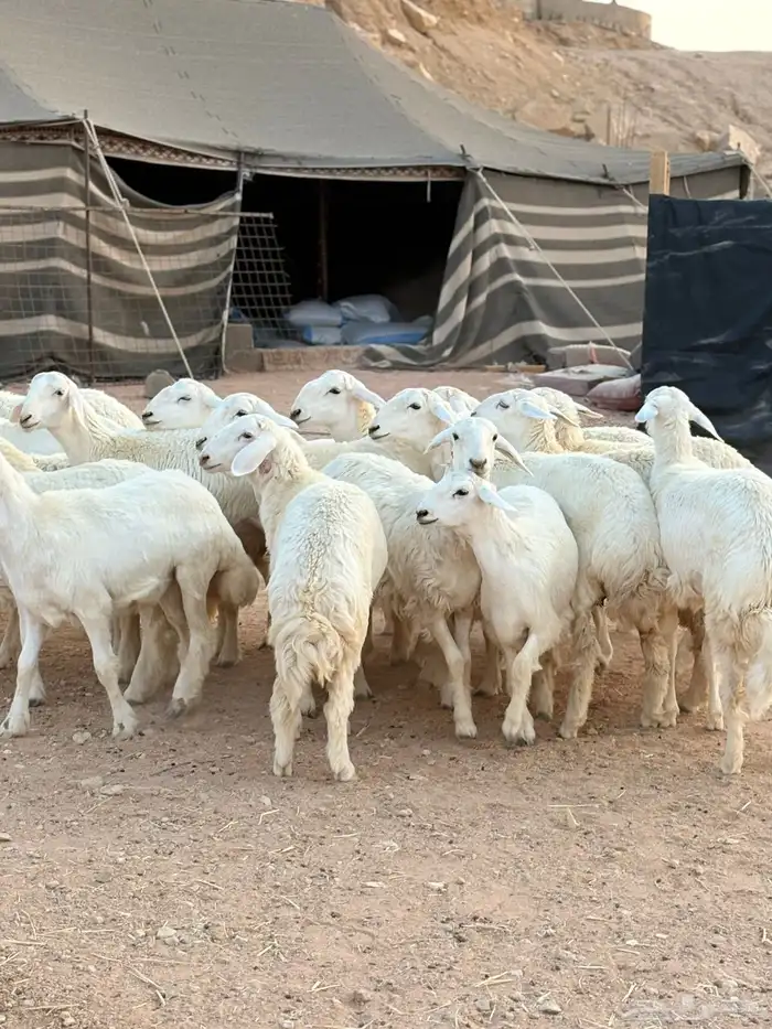 رخال حريات جذعات حرش فاخر 2