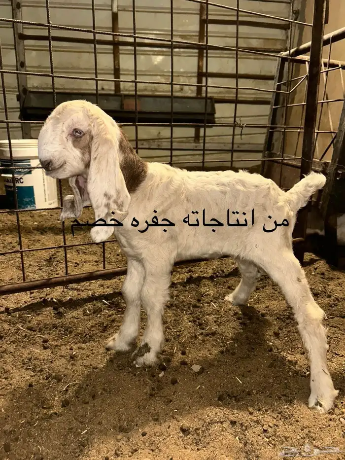 تيس فحل منتج قبرصي فاخر 3