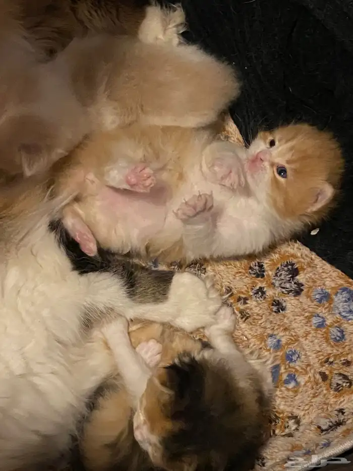 3قطط للبيع 14