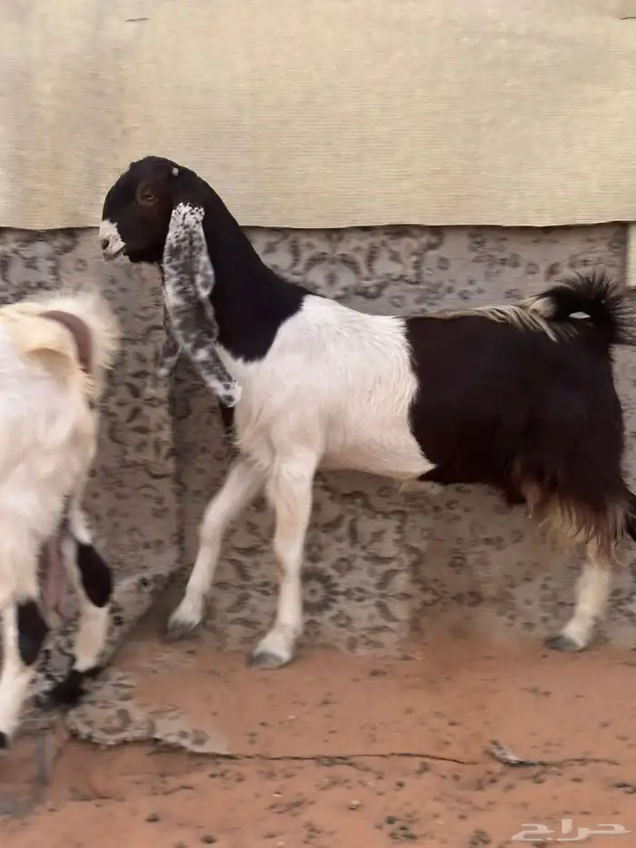 للبيع معزاء مطورات دفيع خصم الخصم 0