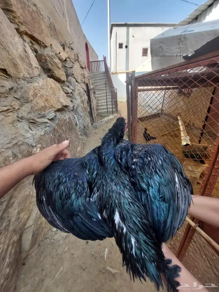 زوج سندي اسود صك 1