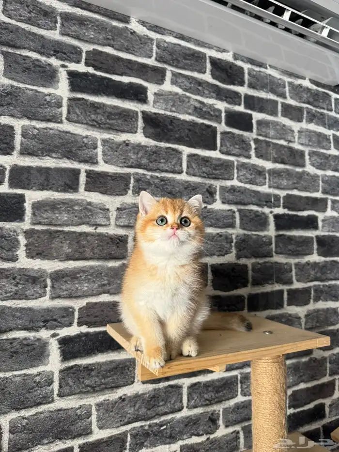 قطة سكوتش ستريت بيور للبيع - لون قولد - يوجد دفع بالتقسيط 0