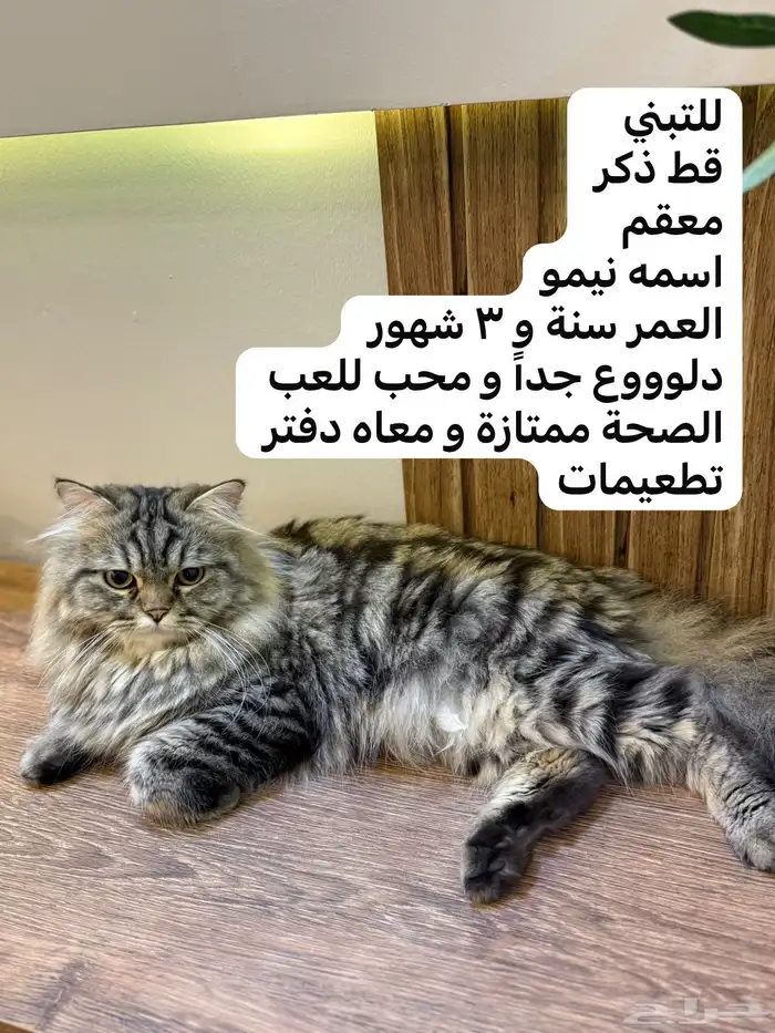 قط ذكر معقم للتبني 0