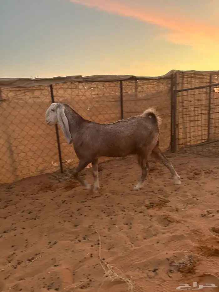 للبيع معزاء مطورات دفيع خصم الخصم 3