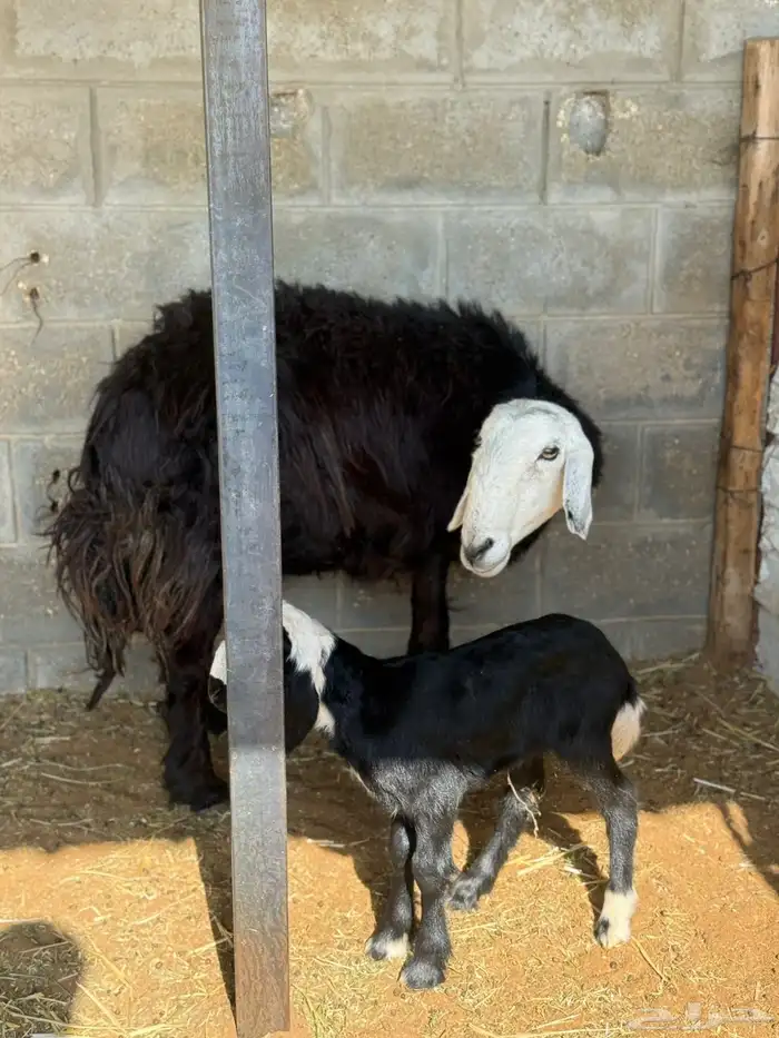 شاه نجديه طيبة 0