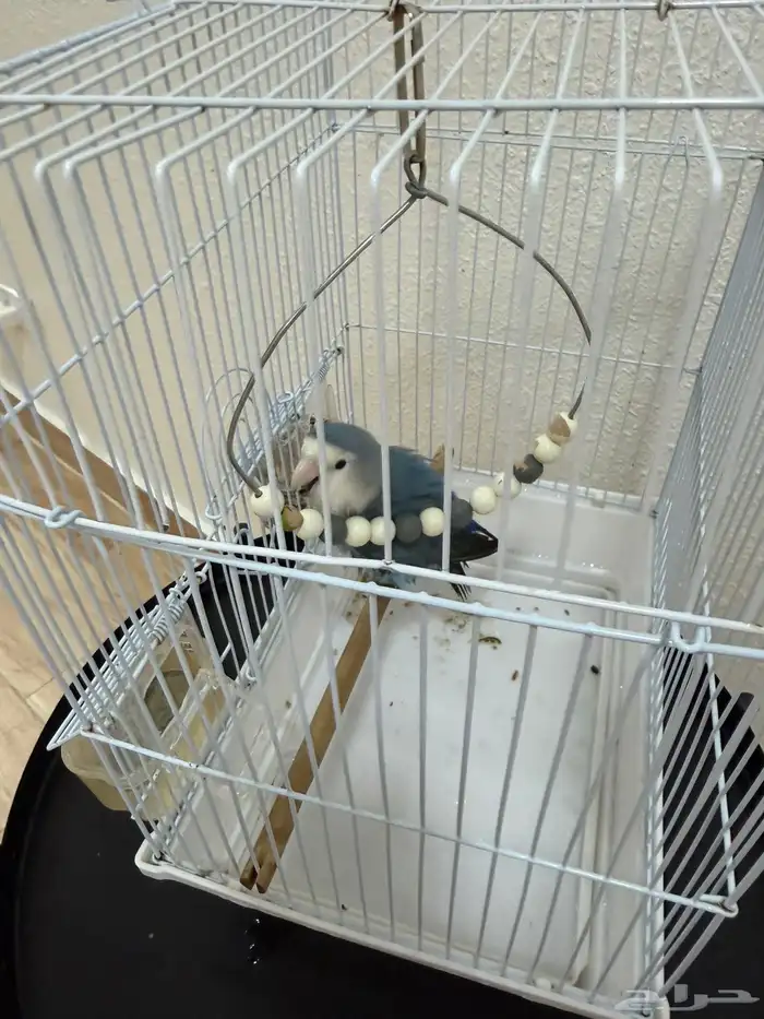 ببغاء روز للبيع 3