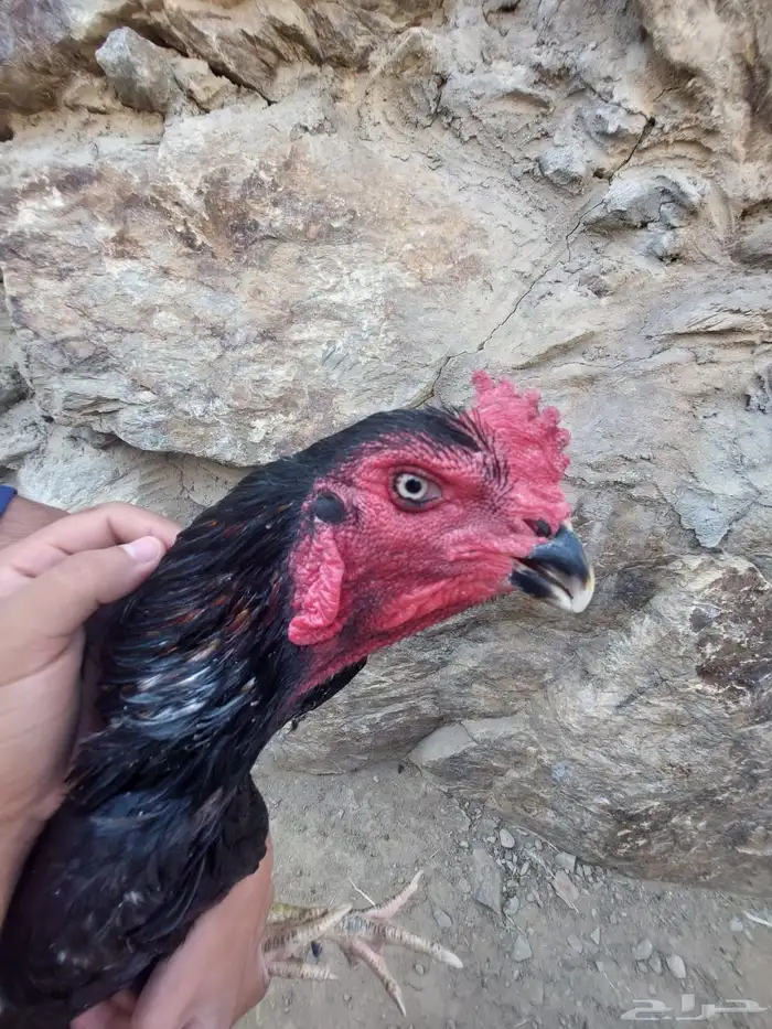 زوج سندي اسود صك 0