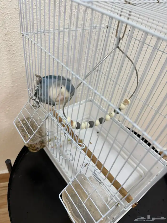 ببغاء روز للبيع 2