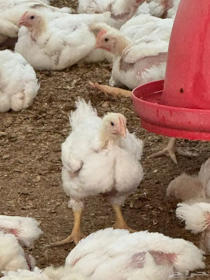 دجاج لاحم لبيع الكمية3الف الوزان من 1350الى 1500روس308 3