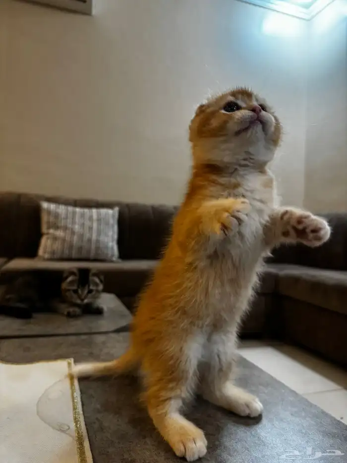 قطط سكوتش بجدة 1