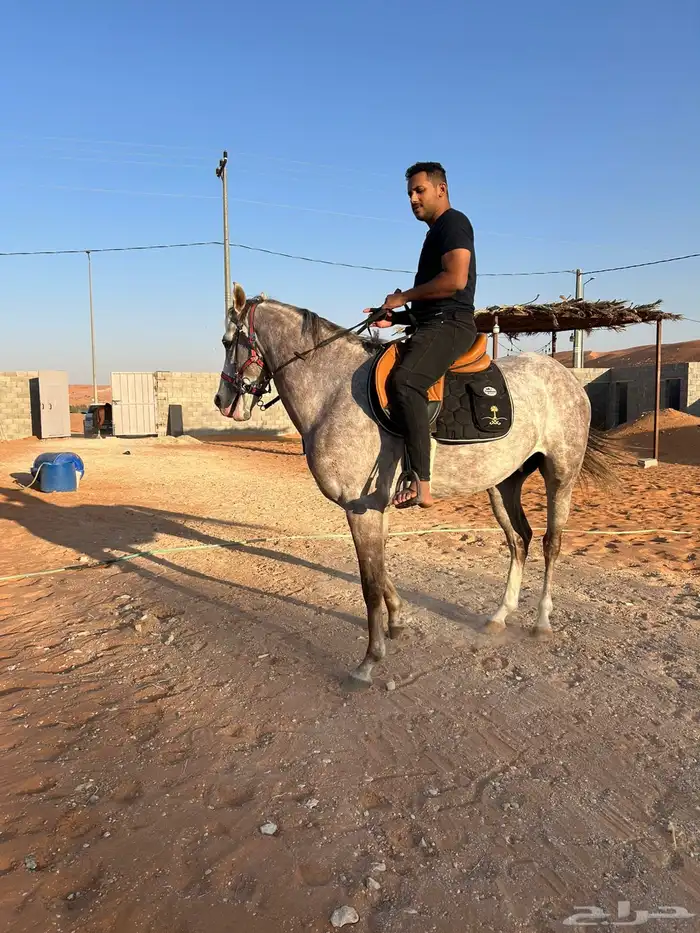 حصان صرعة عربي اصيل ابن مستند الخالدية 12