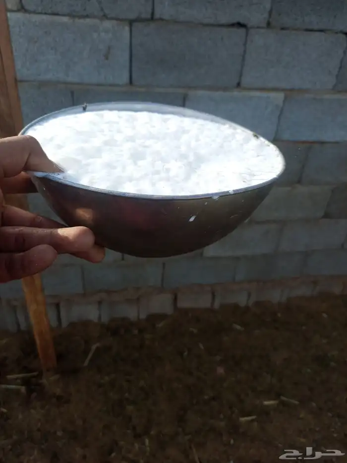 عنز حبشيه حليب وافر 1