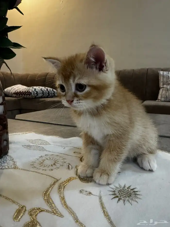 قطط سكوتش بجدة 7