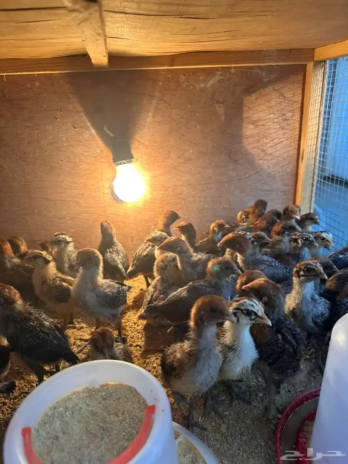 صوص دجاج فيومي فرنسي ألمنيوم 9