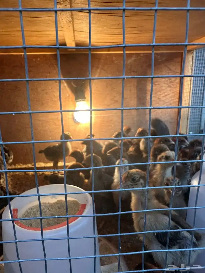 صوص دجاج فيومي فرنسي ألمنيوم 10