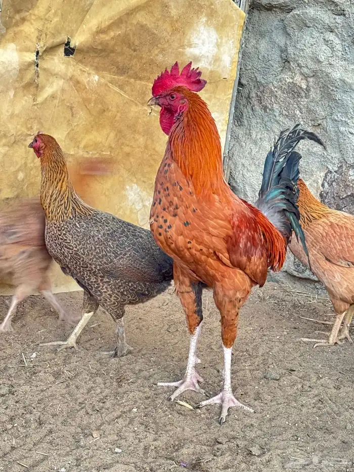 ثلاثةديكه واحد ماكنتوش 3