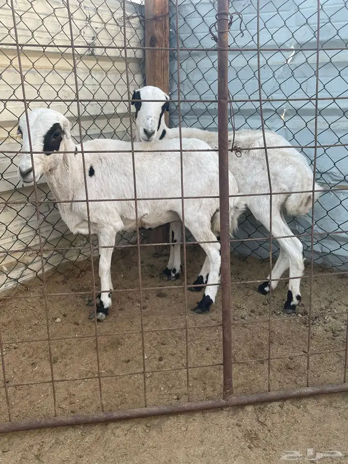 غنم للبيع 8