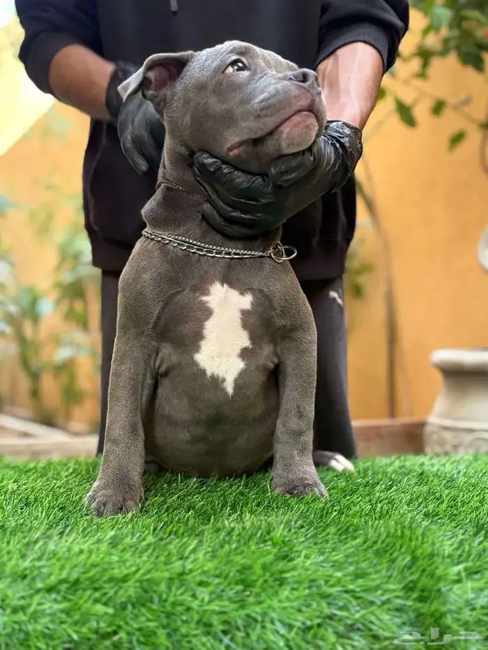 بيتبول ( blue nose ) 0